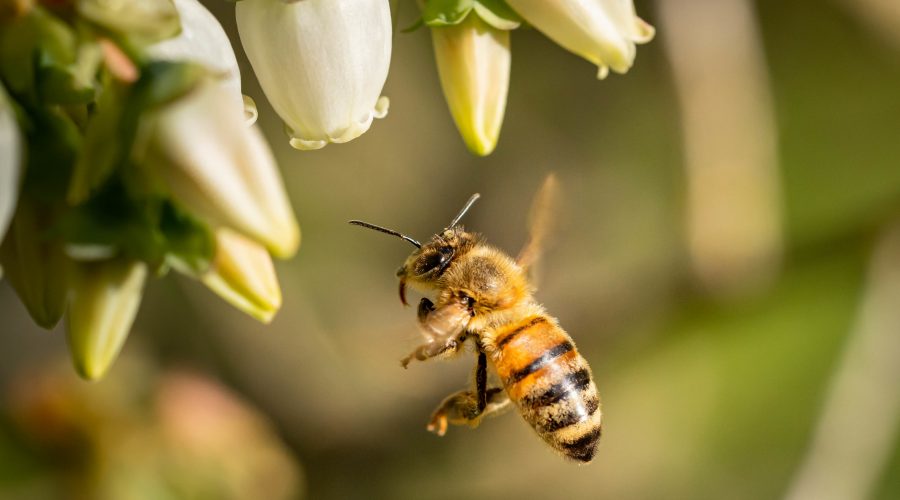 closeup shot of a bee flying to pollinate white flowers scaled